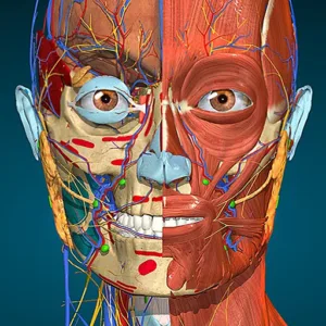 Anatomy Learning 3D Anatomy IPA