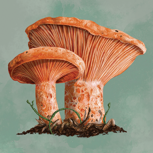 Mycelia The Board Game APK MOD v0.2.7 (Unlocked Game) For Android Banner