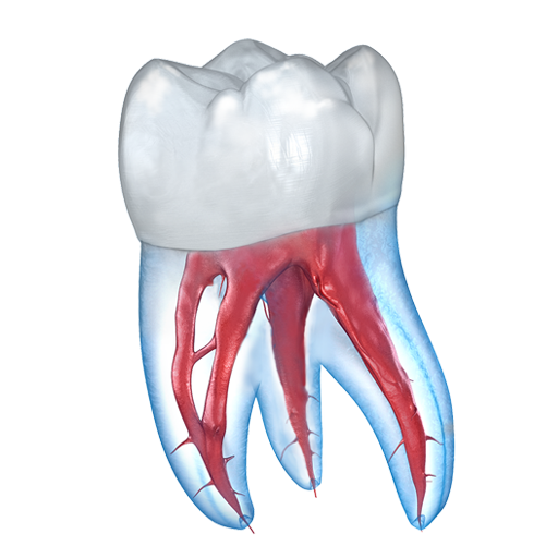 Dental 3D Illustrations APK v2.1.108 For Android
