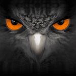 EagleEyes-plus